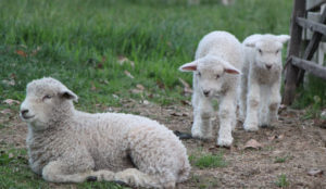 Little Lambs_Lemieux