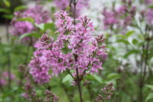 Purple Flowers_Lemieux