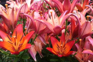 Lilies_Lemieux