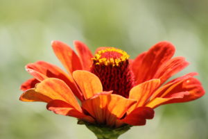Orange Flower_Lemieux